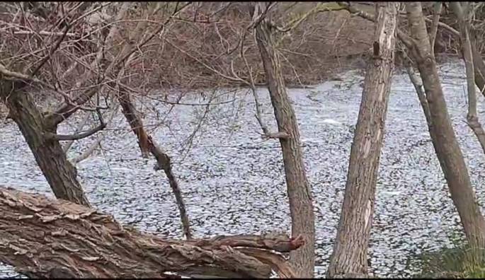 0240119 Vertidos rio Guadiaro foto 2