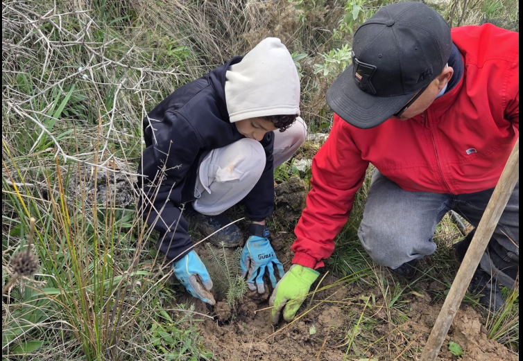 pinsapos_plantacion_2026_1
