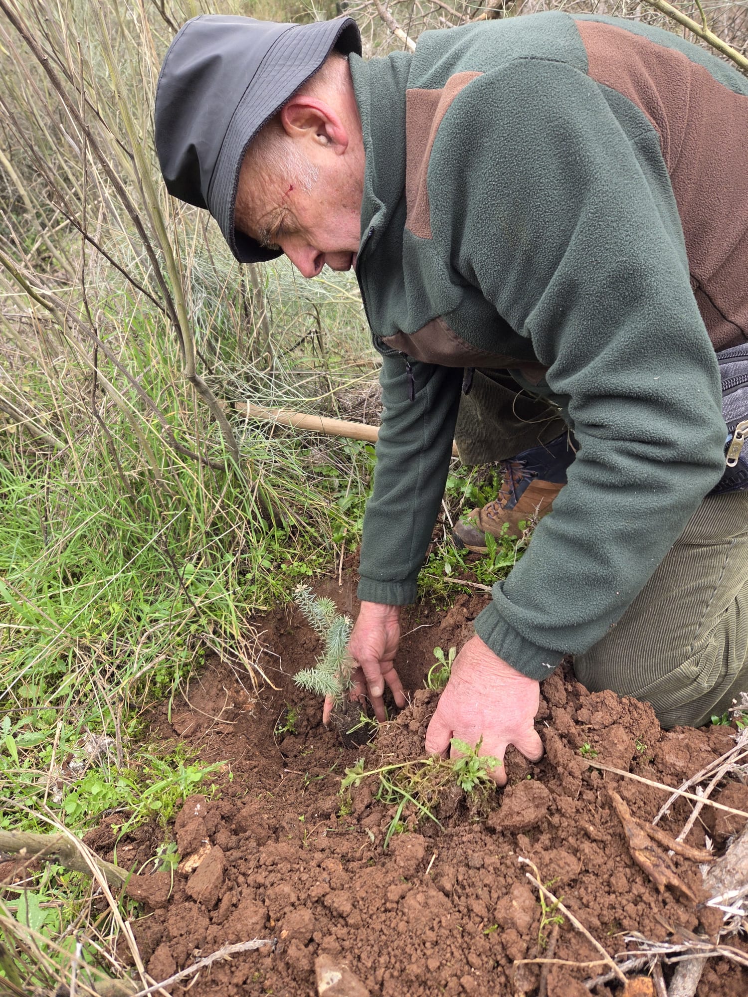 pinsapos_plantacion_2026_3