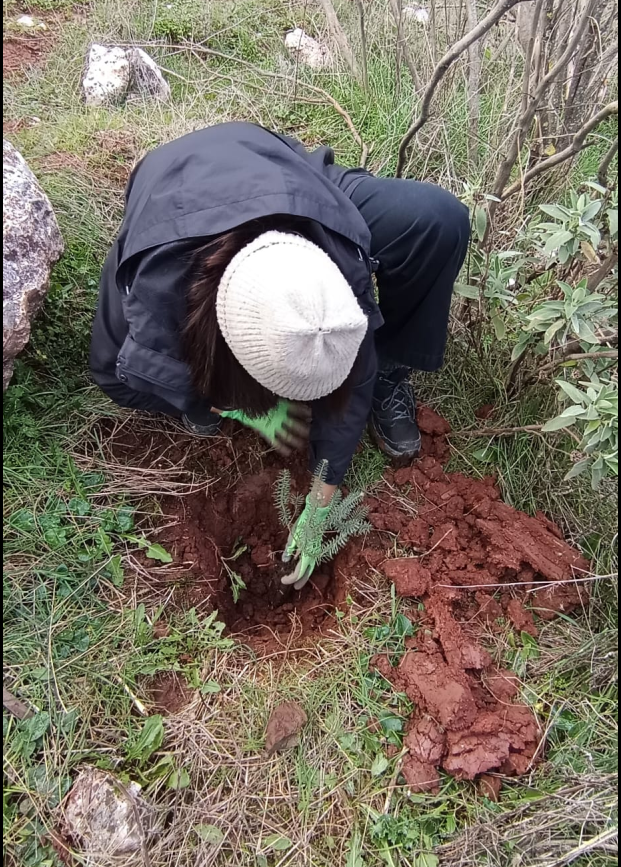 pinsapos_plantacion_2026_7